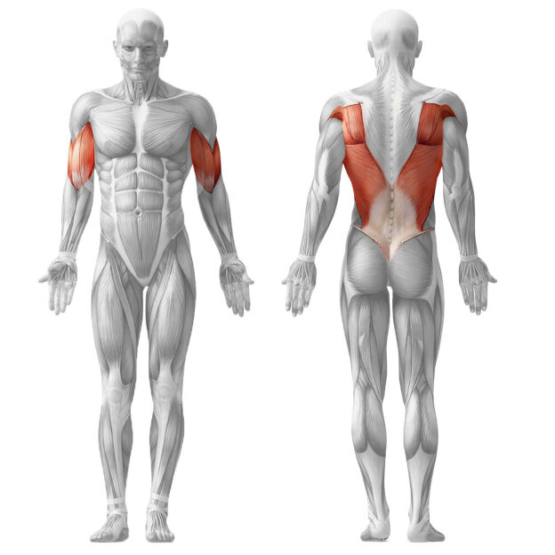 Lat pulldown - Lehúzó