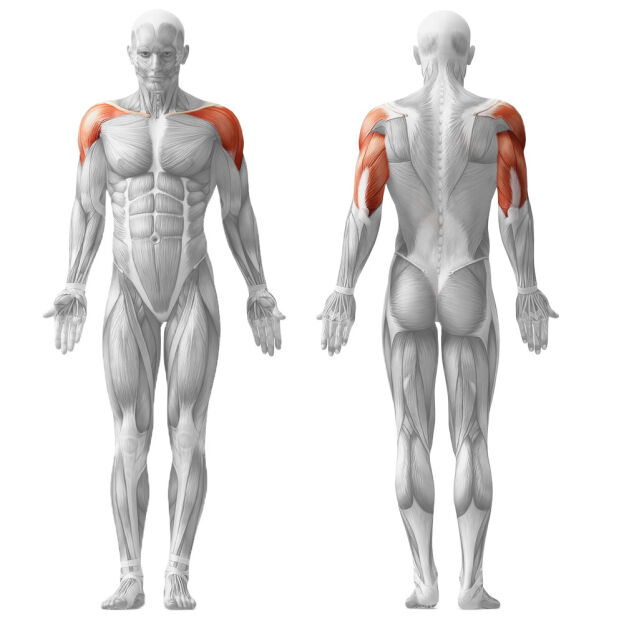 Shoulder press - vállnyomó